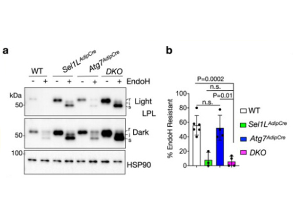 Western Blot using Goat TrueBlot® ULTRA: Anti-Goat IgG HRP